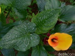 Indahnya Lily Holland dari Negeri di Atas Awan Dieng