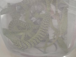 WN Jepang Tepergok Selundupkan Ular dan Kadal di Bandara Soetta