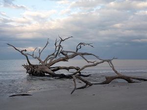 Foto: Pantai Instagramable yang Dihiasi Pepohonan Gundul