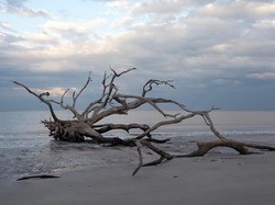 Instagramble! Pantai Berisi Pepohonan Gundul