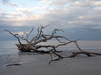 Foto: Pantai Instagramable yang Dihiasi Pepohonan Gundul