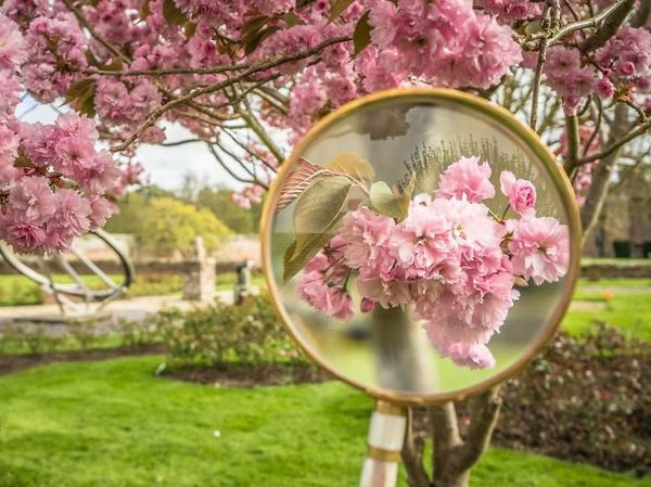 Memotret Keindahan Bunga Musim Semi melalui Kaca Pembesar