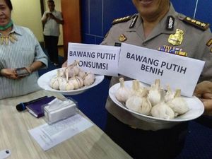 7 Ton Bawang Putih Impor Ilegal yang Disita Mengandung Cacing