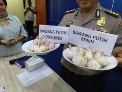 7 Ton Bawang Putih Impor Ilegal yang Disita Mengandung Cacing