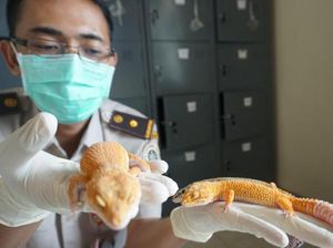 Karantina Juanda Gagalkan Pengiriman 10 Gecko ke Malaysia
