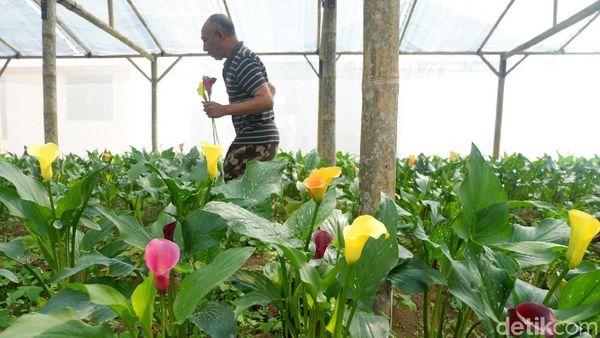 Foto: Indahnya Warna-warni Bunga Lily dari Dieng