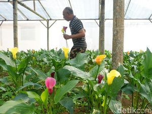 Foto: Indahnya Warna-warni Bunga Lily dari Dieng