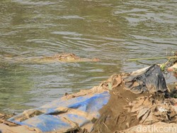 Buaya di Tanjung Priok Sempat Muncul, Ditembak Lalu Menghilang