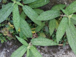 Hujan Abu Gunung Merapi Guyur Perbatasan Kabupaten Semarang
