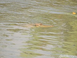 Ini Penampakan Buaya di Sungai Citarum yang Gegerkan  Baleendah