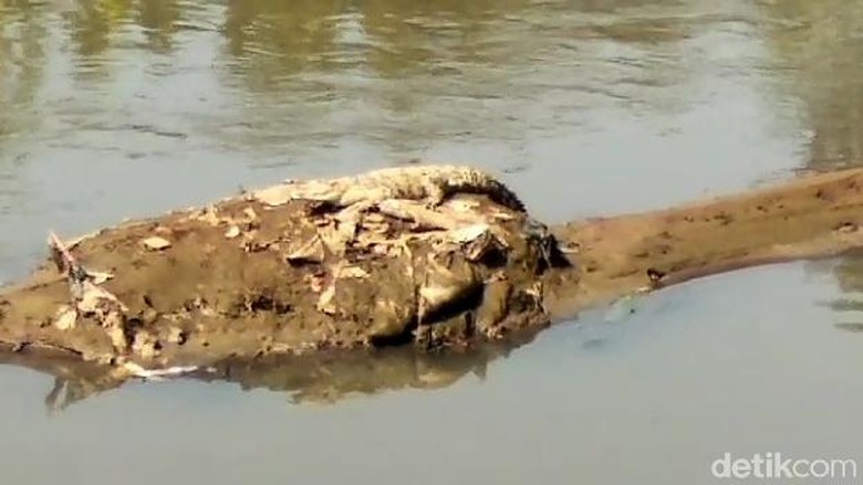 Buaya Berjemur di Sungai Citarum Kembali Gegerkan Warga Baleendah