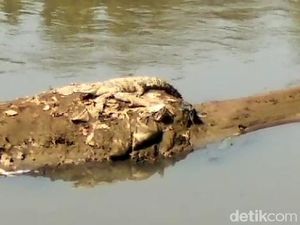 Fakta-fakta Penampakan Buaya Berjemur yang Gegerkan Bandung Fakta-fakta Penampakan Buaya Berjemur yang Gegerkan Bandung