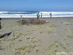 Kisah Pria Tato Naga Dikubur Hidup-hidup di Pantai Pangandaran