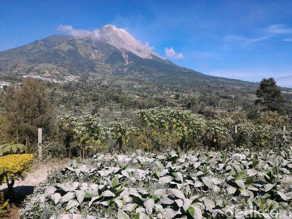 Foto: Lahan Pertanian di Boyolali Memutih Diselimuti Abu Merapi