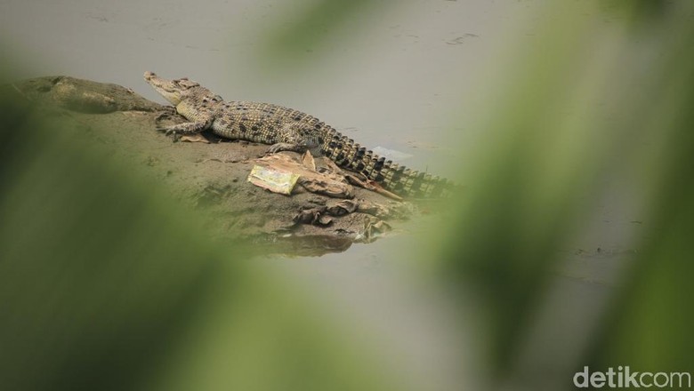 Petugas Evakuasi Buaya 4,5 Meter di Bambu Apus