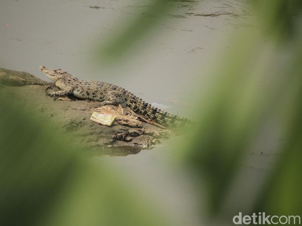 Petugas Evakuasi Buaya 4,5 Meter di Bambu Apus Petugas Evakuasi Buaya 4,5 Meter di Bambu Apus