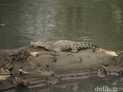 Evakuasi Buaya di Sungai Citarum, BBKSDA Siapkan Senapan Bius