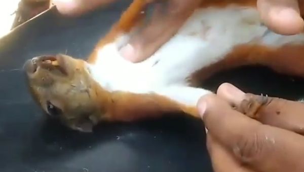 Foto: Begini Proses CPR yang Dilakukan pada Tupai yang Hampir Mati