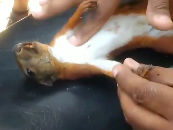 Foto: Begini Proses CPR yang Dilakukan pada Tupai yang Hampir Mati