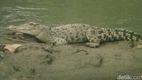Foto: Penampakan Buaya di Sungai Citarum