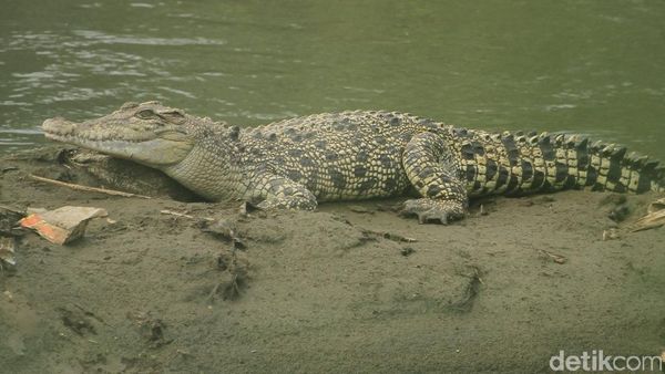 Foto: Penampakan Buaya di Sungai Citarum