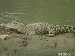 Seorang Pastor Tewas Diserang Buaya Saat Pembaptisan di Ethiopia