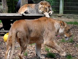 6 Singa dan 3 Harimau di Kebun Binatang Washington Terpapar COVID-19