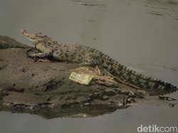Misteri Buaya 2,5 Meter yang Muncul di Tanjung Priok