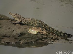 Buaya Misterius Bikin Geger Citarum Tiba-tiba Menghilang Buaya Misterius Bikin Geger Citarum Tiba-tiba Menghilang