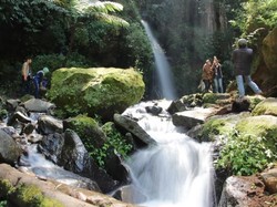 Berjumpa Dengan Katak Merah di Gunung Ciremai