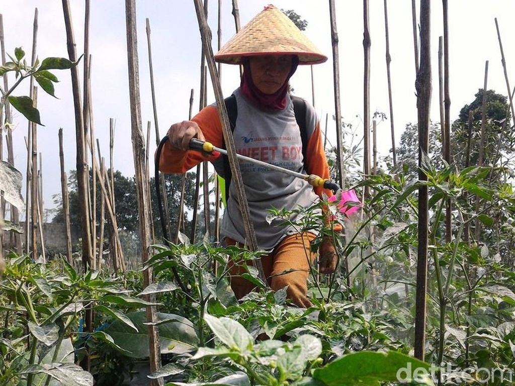 Sulitnya Petani Boyolali Bersihkan Abu Merapi dari Tanamannya Sulitnya Petani Boyolali Bersihkan Abu Merapi dari Tanamannya