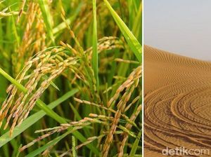 Hebat! Ilmuwan China Sukses Tanam Padi di Wilayah Gurun Dubai