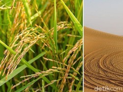 Hebat! Ilmuwan China Sukses Tanam Padi di Wilayah Gurun Dubai