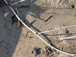 Melihat Tukik Baru Menetas Berlarian ke Laut di Pacitan