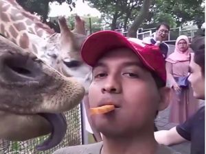 Ini Momen Kulineran Lucky Hakim yang Sering Makan Bareng Binatang Peliharaannya Ini Momen Kulineran Lucky Hakim yang Sering Makan Bareng Binatang Peliharaannya