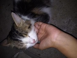 Sayembara! Gadis Makassar Siapkan Rp 2 Juta untuk Penemu Kucingnya