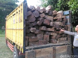 Truk Muat Kayu Hasil Curian dihentikan, Empat Orang Diamankan