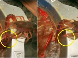 Waduh! Crayfish Ini Merayap Keluar dari Hotpot Saat Sedang Dimasak