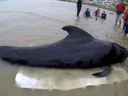 Miris! Seekor Paus Mati Usai Menelan 80 Kantong Plastik