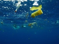 Mengapa Hewan Laut Tak Bisa Berhenti Makan Plastik?
