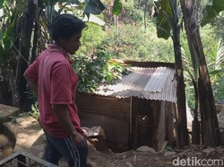 Cerita Warga yang Menemukan Macan Tutul Terjebak di Kandang Ayam