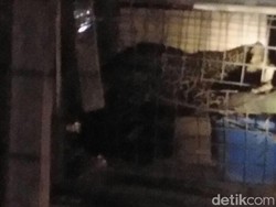 Turun Gunung, Macan Tutul Terjebak dalam Kandang Ayam di Pangalengan