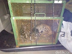 Ini Dugaan Penyebab Macan Tutul Terperangkap di Kandang Ayam