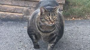 Kucing Ini Kekar Sekali, Olahraganya Apa Ya?