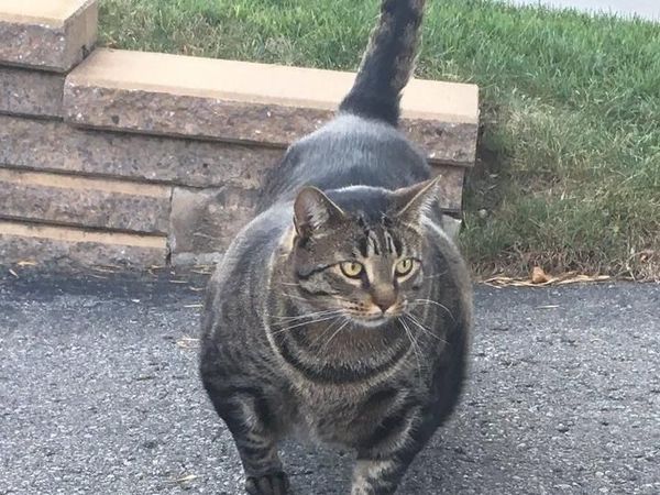 Kucing Ini Kekar Sekali, Olahraganya Apa Ya?