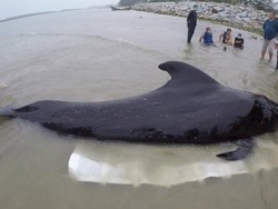 Telan 80 Kg Kantong Plastik, Seekor Paus Mati di Perairan Thailand