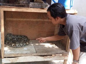 Warga Salatiga Menangkap Ular Sanca yang Hendak Memakan Ayam