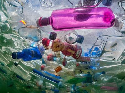 Miris! Hewan Laut Terancam Punah Karena Sampah