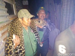 Sebelum Dilepasliarkan, Macan Tutul Dititipkan di Bunbin Bandung