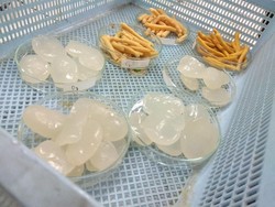 Kenali Ciri-ciri Makanan Mengandung Formalin Atau Boraks